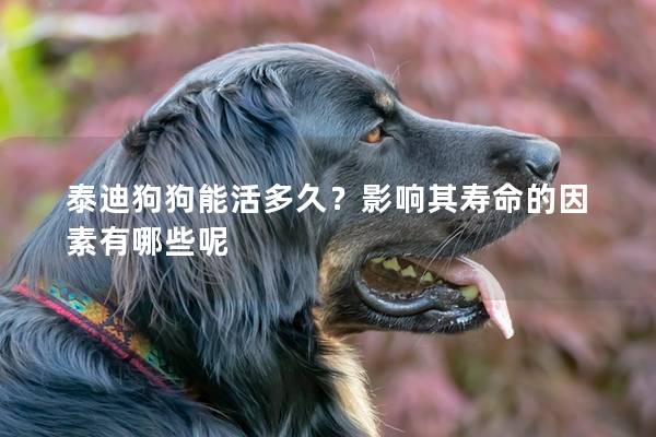 泰迪狗狗能活多久？影响其寿命的因素有哪些呢