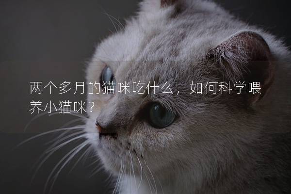 两个多月的猫咪吃什么，如何科学喂养小猫咪？