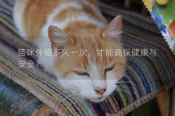 猫咪外驱多久一次，才能确保健康与安全？