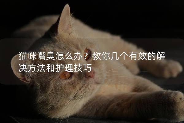 猫咪嘴臭怎么办？教你几个有效的解决方法和护理技巧