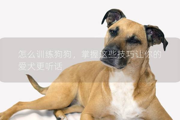 怎么训练狗狗，掌握这些技巧让你的爱犬更听话