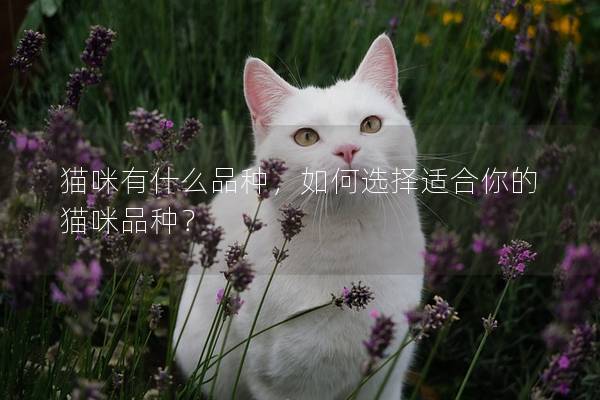 猫咪有什么品种，如何选择适合你的猫咪品种？