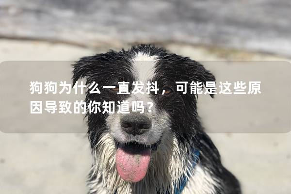 狗狗为什么一直发抖，可能是这些原因导致的你知道吗？