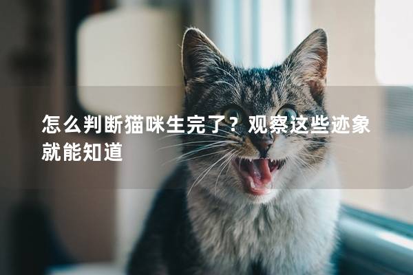 怎么判断猫咪生完了？观察这些迹象就能知道