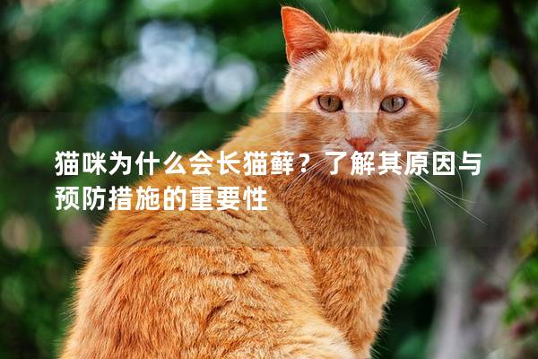 猫咪为什么会长猫藓？了解其原因与预防措施的重要性