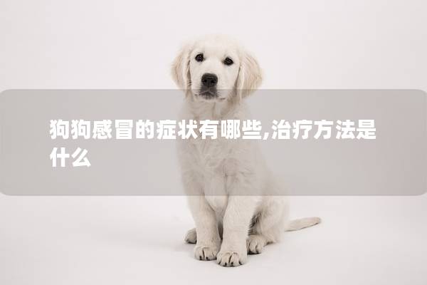 狗狗感冒的症状有哪些,治疗方法是什么