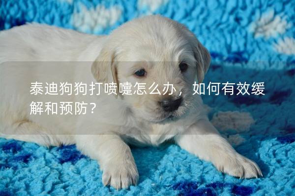 泰迪狗狗打喷嚏怎么办，如何有效缓解和预防？