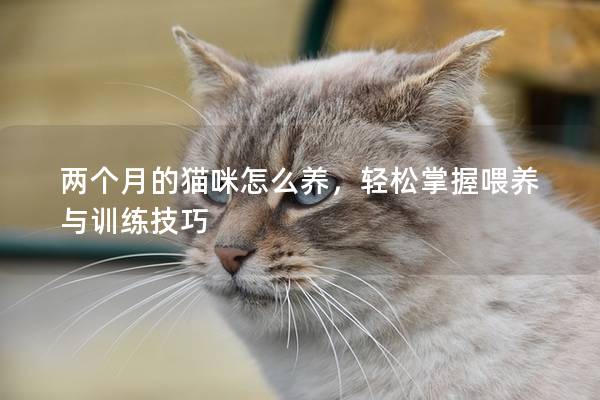 两个月的猫咪怎么养，轻松掌握喂养与训练技巧