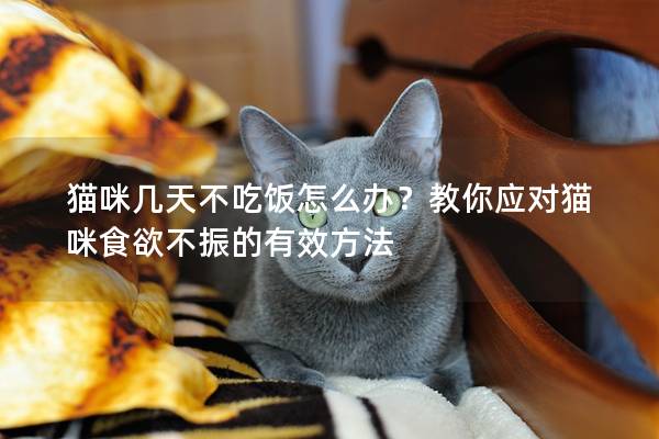 猫咪几天不吃饭怎么办？教你应对猫咪食欲不振的有效方法