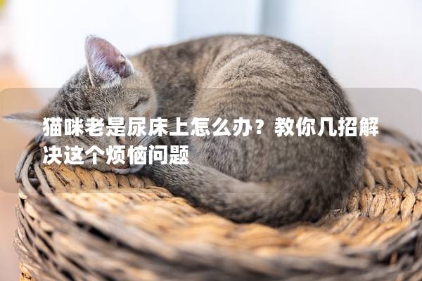 猫咪老是尿床上怎么办？教你几招解决这个烦恼问题