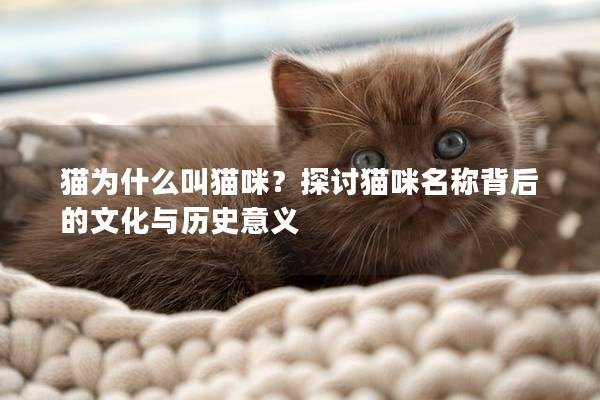 猫为什么叫猫咪？探讨猫咪名称背后的文化与历史意义