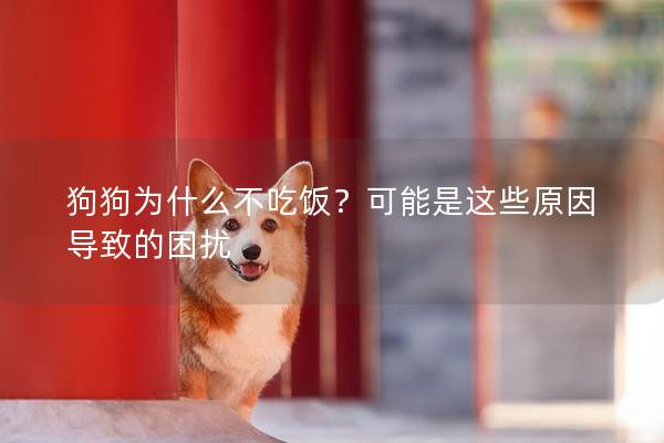 狗狗为什么不吃饭？可能是这些原因导致的困扰