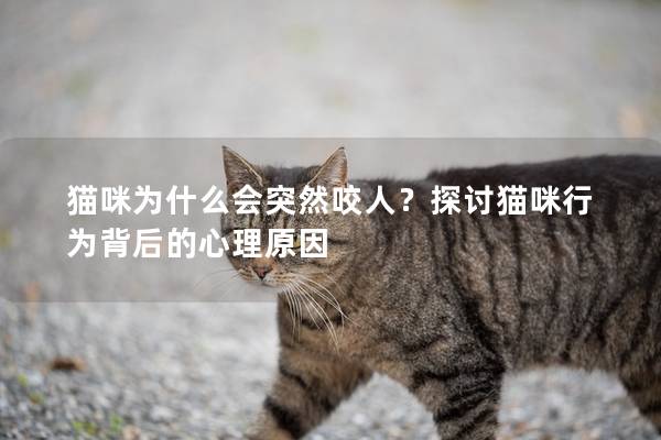 猫咪为什么会突然咬人？探讨猫咪行为背后的心理原因