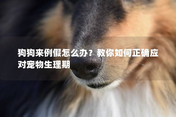 狗狗来例假怎么办？教你如何正确应对宠物生理期