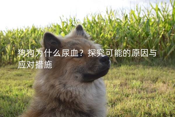 狗狗为什么尿血？探究可能的原因与应对措施