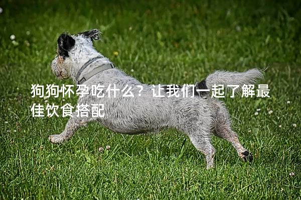 狗狗怀孕吃什么？让我们一起了解最佳饮食搭配