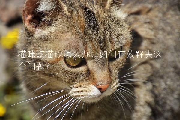 猫咪吃猫砂怎么办，如何有效解决这个问题？