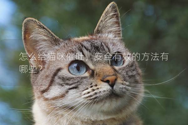 怎么给猫咪催吐，安全有效的方法有哪些？