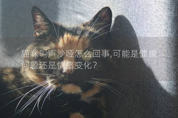 猫咪叫声沙哑怎么回事,可能是健康问题还是情绪变化？