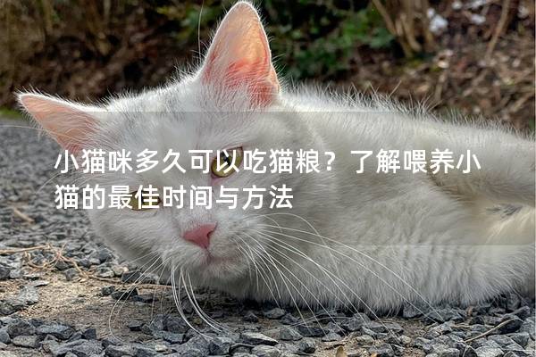 小猫咪多久可以吃猫粮？了解喂养小猫的最佳时间与方法