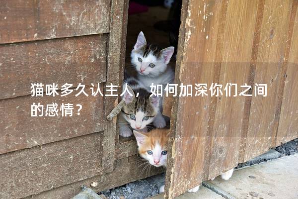 猫咪多久认主人，如何加深你们之间的感情？