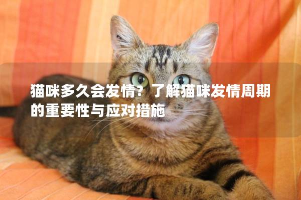 猫咪多久会发情？了解猫咪发情周期的重要性与应对措施