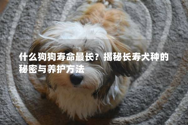 什么狗狗寿命最长？揭秘长寿犬种的秘密与养护方法