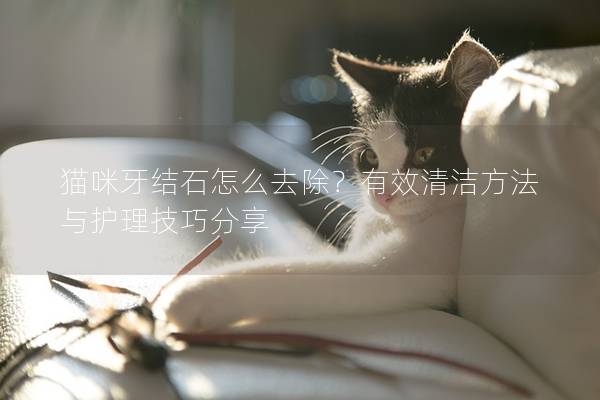 猫咪牙结石怎么去除？有效清洁方法与护理技巧分享