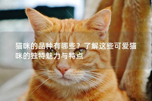 猫咪的品种有哪些？了解这些可爱猫咪的独特魅力与特点