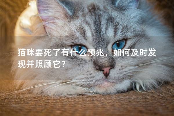 猫咪要死了有什么预兆，如何及时发现并照顾它？