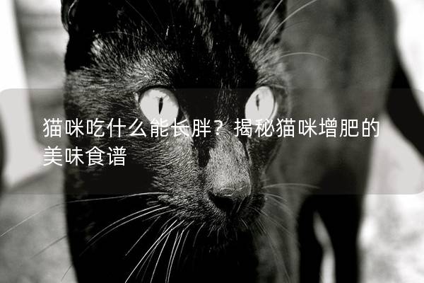 猫咪吃什么能长胖？揭秘猫咪增肥的美味食谱