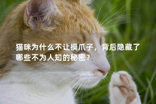 猫咪为什么不让摸爪子，背后隐藏了哪些不为人知的秘密？