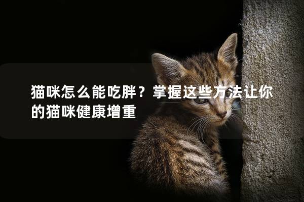 猫咪怎么能吃胖？掌握这些方法让你的猫咪健康增重