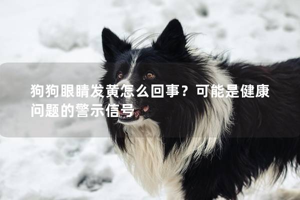 狗狗眼睛发黄怎么回事？可能是健康问题的警示信号