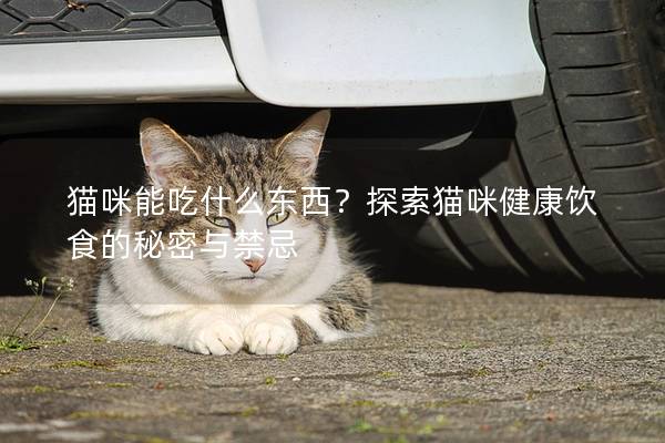 猫咪能吃什么东西？探索猫咪健康饮食的秘密与禁忌