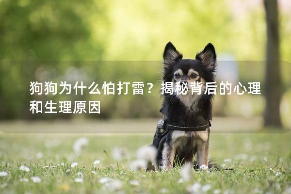 狗狗为什么怕打雷？揭秘背后的心理和生理原因