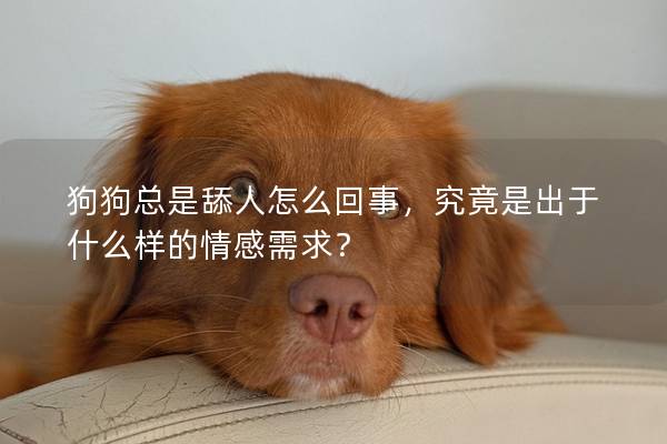 狗狗总是舔人怎么回事，究竟是出于什么样的情感需求？