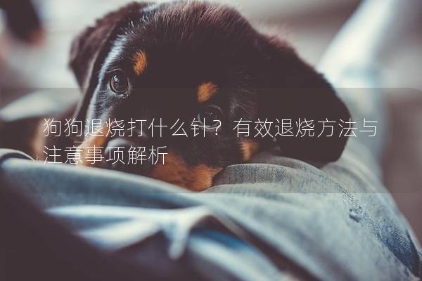 狗狗退烧打什么针？有效退烧方法与注意事项解析