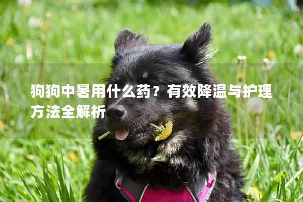 狗狗中暑用什么药？有效降温与护理方法全解析