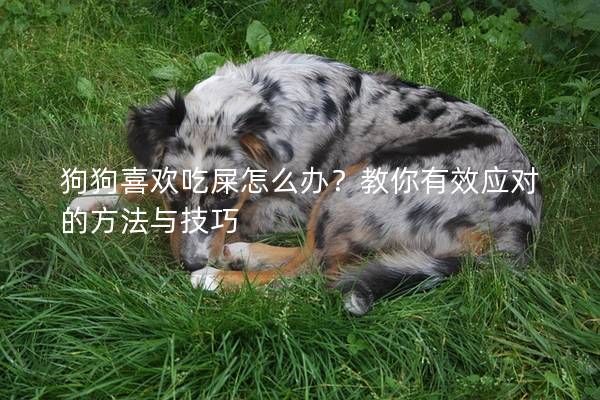 狗狗喜欢吃屎怎么办？教你有效应对的方法与技巧