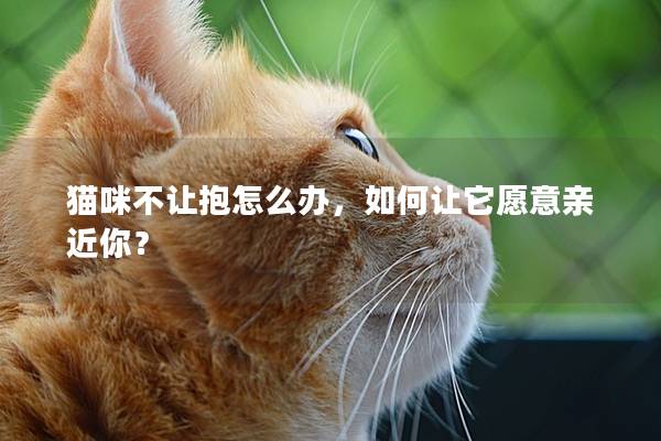 猫咪不让抱怎么办，如何让它愿意亲近你？