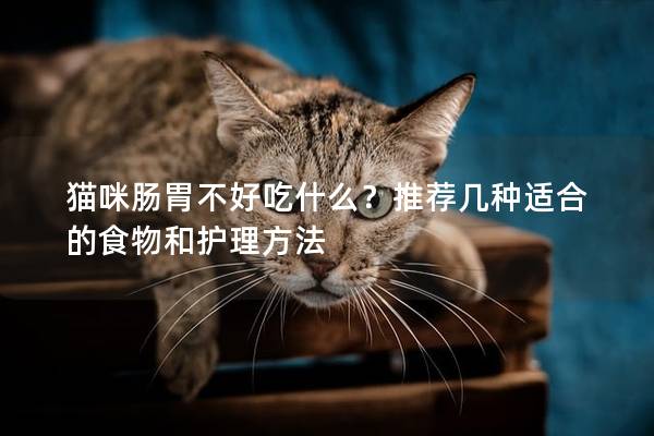 猫咪肠胃不好吃什么？推荐几种适合的食物和护理方法