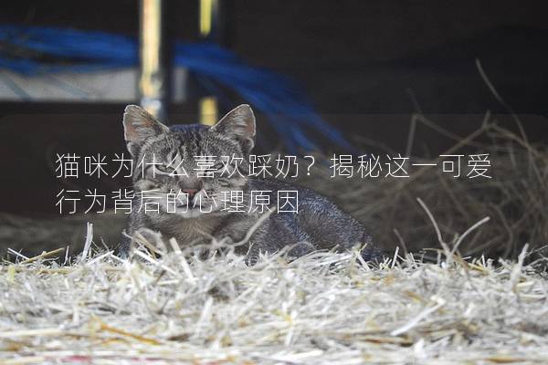 猫咪为什么喜欢踩奶？揭秘这一可爱行为背后的心理原因