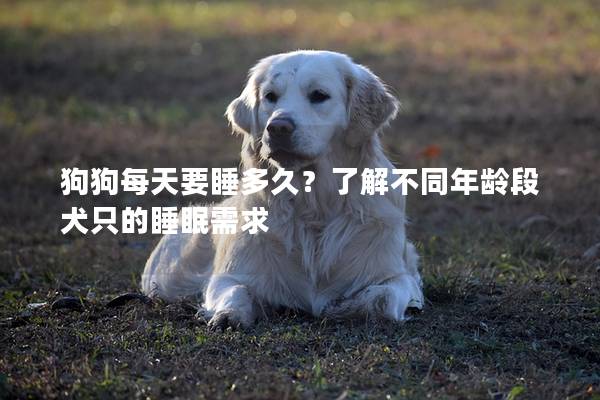 狗狗每天要睡多久？了解不同年龄段犬只的睡眠需求