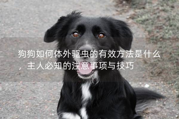 狗狗如何体外驱虫的有效方法是什么，主人必知的注意事项与技巧