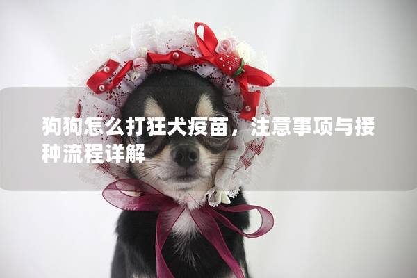 狗狗怎么打狂犬疫苗，注意事项与接种流程详解