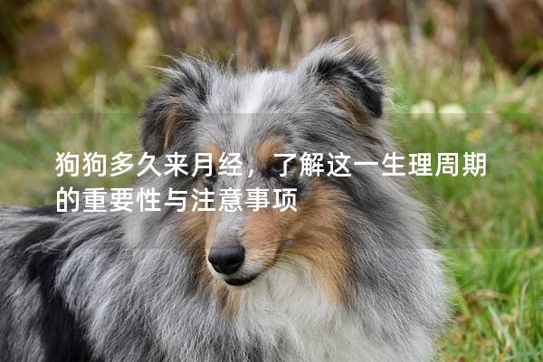 狗狗多久来月经，了解这一生理周期的重要性与注意事项