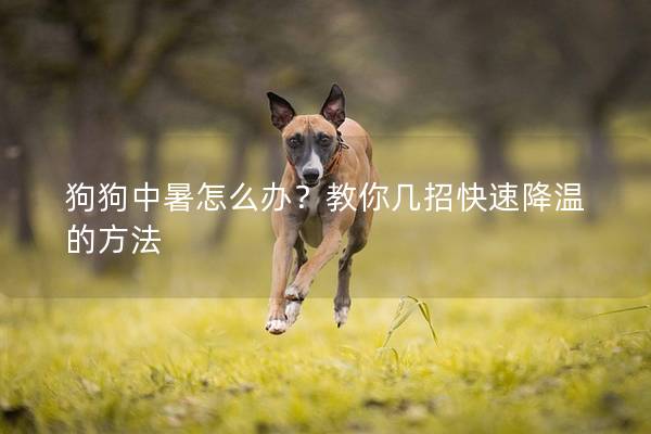 狗狗中暑怎么办？教你几招快速降温的方法