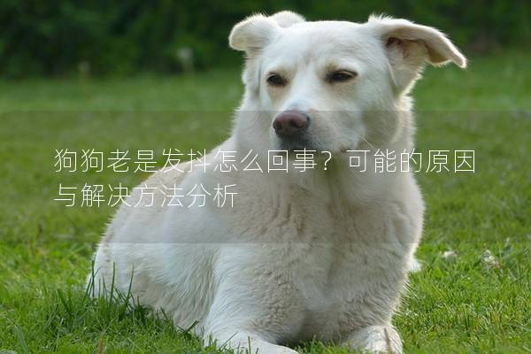 狗狗老是发抖怎么回事？可能的原因与解决方法分析