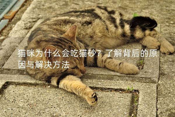 猫咪为什么会吃猫砂？了解背后的原因与解决方法